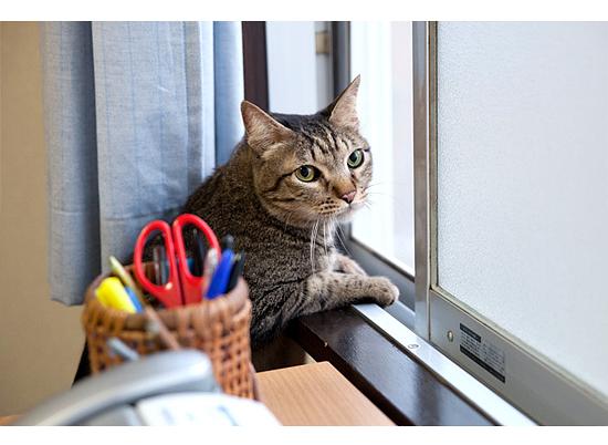 面包和汤和猫咪好天气Pan to sûpu to neko biyori(2013)插图1%4K电影下载_3D影视资源_杜比视界迅雷下载