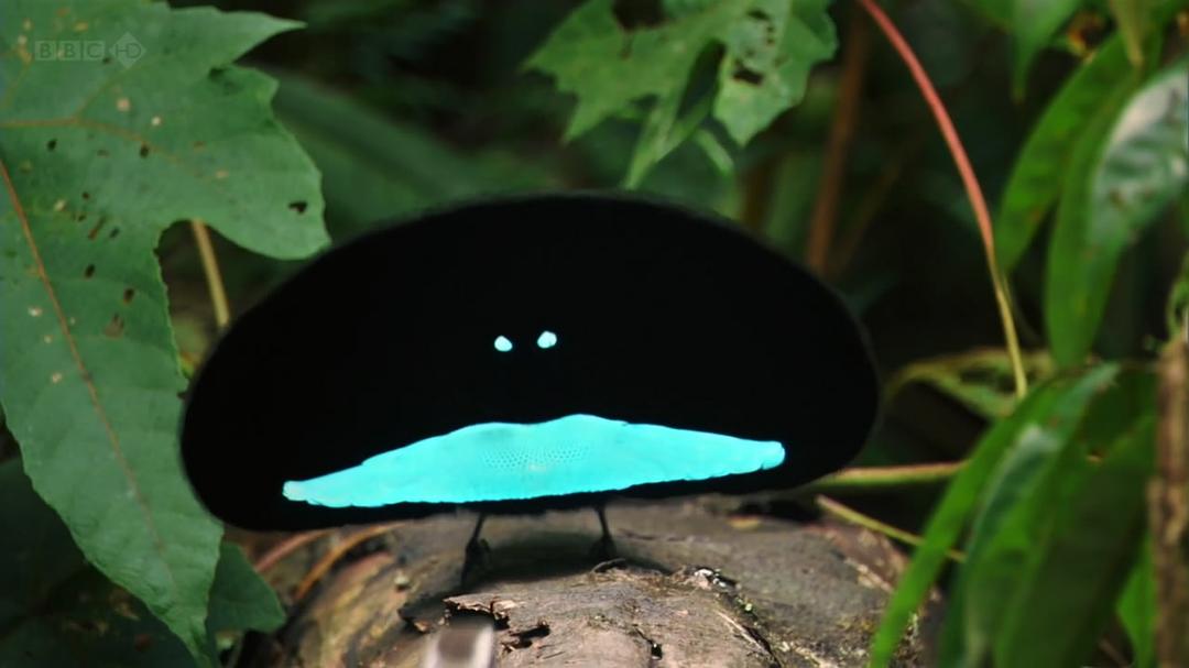 大卫爱登堡野外探索60年Attenborough: 60 Years in the Wild(2012)插图1%4K电影下载_3D影视资源_杜比视界迅雷下载