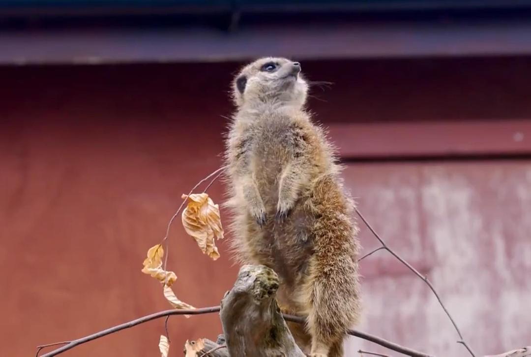 可爱的小崽子们The Wonderful World of Baby Animals(2019)插图1%4K电影下载_3D影视资源_杜比视界迅雷下载