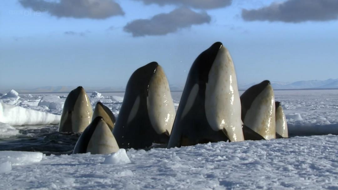 冰冻星球Frozen Planet(2011)插图1%4K电影下载_3D影视资源_杜比视界迅雷下载