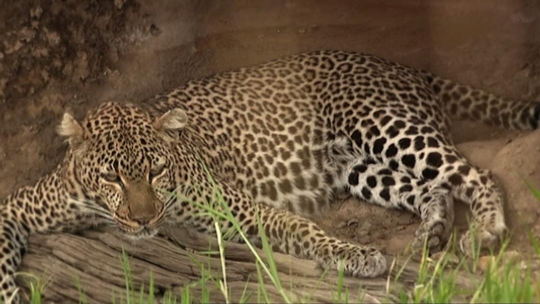 BBC 自然世界 2010 神秘的豹The World Natural Heritage(2010)插图2%4K电影下载_3D影视资源_杜比视界迅雷下载